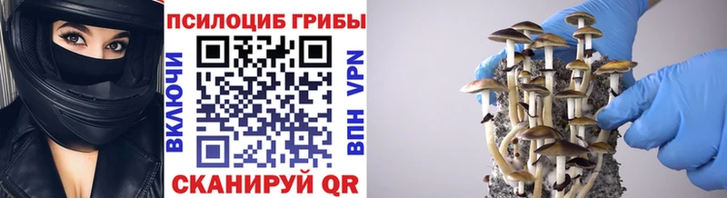 Купить  Сочи  Псилоцибиновые грибы прущие грибы 